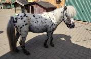 mini appaloosa hongre 