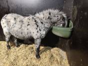 mini appaloosa hongre 
