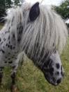 mini appaloosa hongre 
