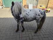 mini appaloosa hongre 