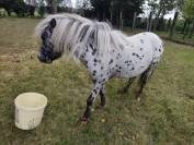 mini appaloosa hongre 