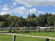 Idéal élevage ou entraînement : domaine équestre 70 ha