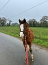 Filly Welsh Part Bred For sale 2025 Bay