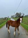 Filly Welsh Part Bred For sale 2025 Bay