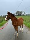 Filly Welsh Part Bred For sale 2025 Bay