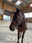 Cheval de 18 ans en demi-pension  