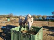 ONC type ibérique, 13ans 