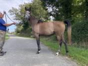 Pouliche Anglo Arabe 4 ans, 93% de PS Arabe