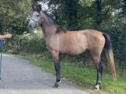 Pouliche Anglo Arabe 4 ans, 93% de PS Arabe