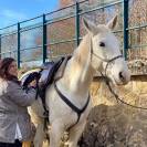 Vend hongre Hermès du Ninet