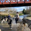 Vend hongre Hermès du Ninet