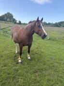 Jument Franches-Montagnes de 7ans à vendre