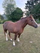 Jument Franches-Montagnes de 7ans à vendre