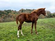 Magnifique Poulain Mâle Alezan