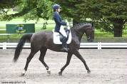 Jument de dressage 9 ans – Croisement d’exception