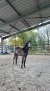 Poney Pfs 4 ans 2026 