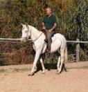 vendo cavallo appaloosa 8 anni