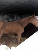 Trotteur francais hongre de 6 ans