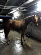 Trotteur francais hongre de 6 ans