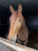 Trotteur francais hongre de 6 ans