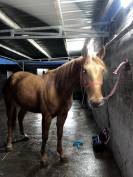 Trotteur francais hongre de 6 ans