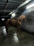 Trotteur francais hongre de 6 ans