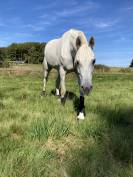 Jument Pur Sang Arabe 12 ans