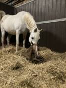 Jument Pur Sang Arabe 12 ans