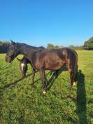 12 ans PS pour loisirs/concours