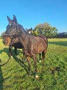 12 ans PS pour loisirs/concours