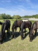 Veulen (vr) PRE Puur Ras Spaans Te koop 2024 Zwart