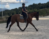 Hongre 4 ans bon potentiel