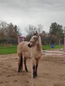 Jument 4 ans isabelle 