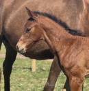 Poulain selle français