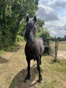 Cheval à prendre en demi pension 