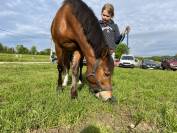 Super poney d’enfant cherche DP