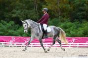 Poney Connemara gris dressage cce cso 