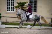 Poney Connemara gris dressage cce cso 