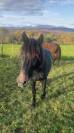 Poney de 2 ans 
