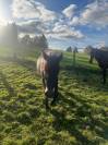 Poney de 2 ans 