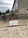 Kaprice de la Varenne cheval SF 5 ans