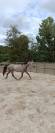 Kaprice de la Varenne cheval SF 5 ans