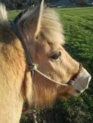 Cheval de loisir 21 ans, gentil et fiable