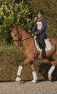 Gelding Hanoverian For sale 2022 Chesnut