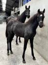 Poulinière KWPN bai foncé – 1m72 – par Voltaire