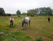 Poney D de 4 ans