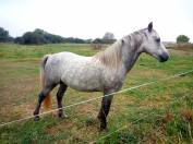 Poney D de 4 ans