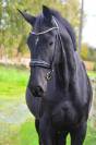 Magnifique jument Oldenbourg noire de 3 ans et demi