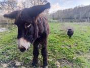 Baudet du Poitou livre B