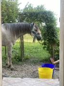 Cheval pour balade, dressage, trec